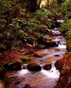 Lush forest and creek just inland off of the coastal highway.